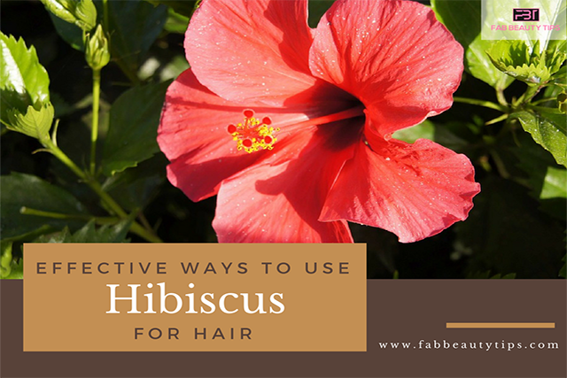 hibiscus flower for hair, hibiscus for hair, hibiscus for hair care, hibiscus for hair growth 