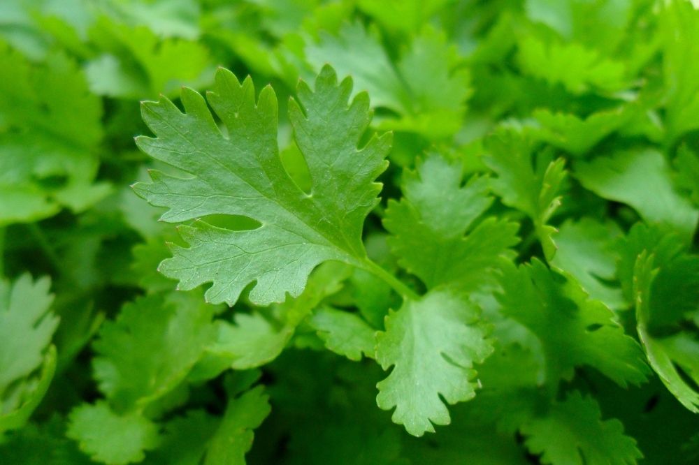 Parsley for detoxification, how to use Parsley for detoxification, Parsley detoxifying food