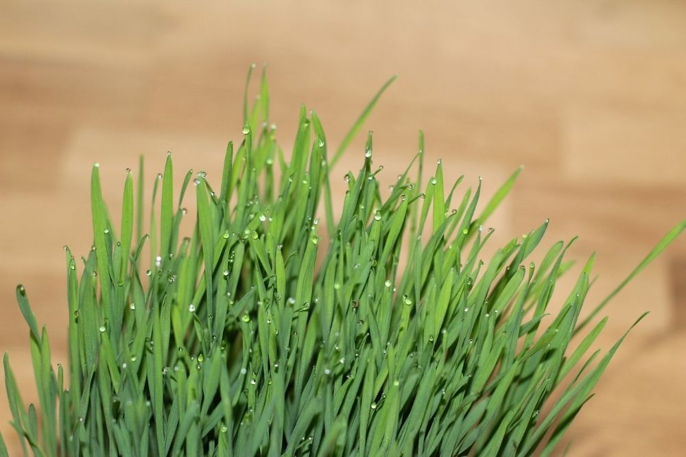 Wheatgrass for detoxification, how to use Wheatgrass for detoxification, Wheatgrass detoxifying food